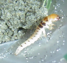 tiny