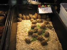 sulcattas