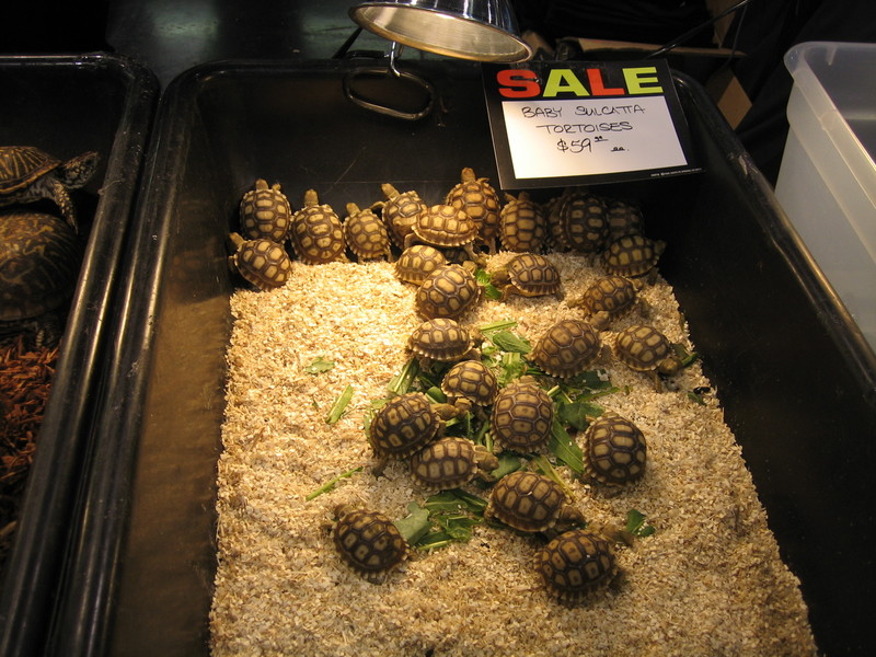 sulcattas