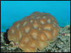 Saltwater - Austin Aquariums