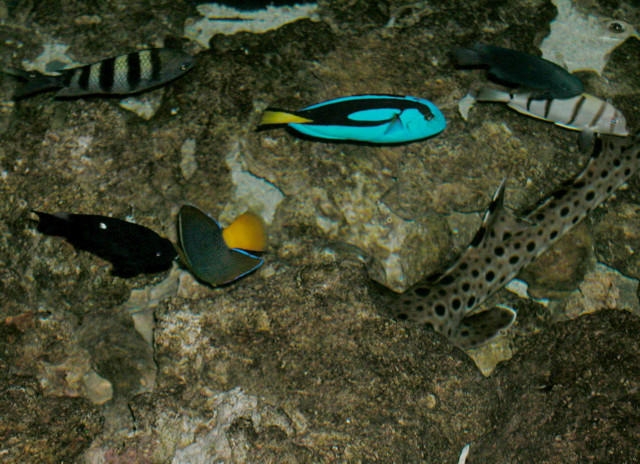 Saltwater Photos