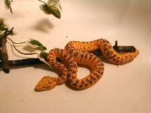 'new' tiger pattern