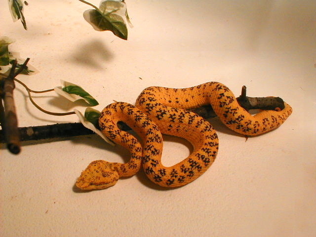 'new' tiger pattern