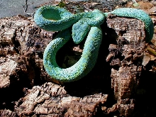 Bothrechis marchi