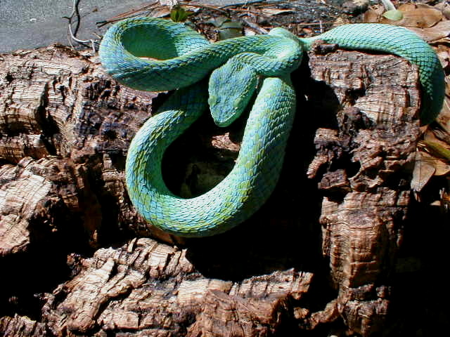 Bothrechis marchi