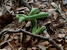 Bothrechis bicolor