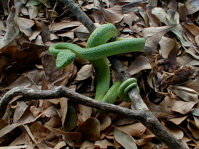 Bothrechis bicolor
