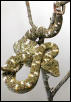 "buttermilk" eyelash viper