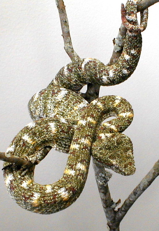 "buttermilk" eyelash viper
