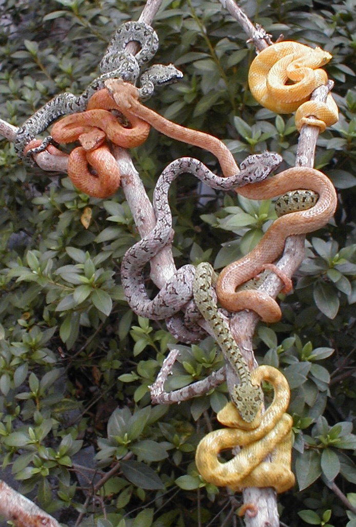 eyelash vipers