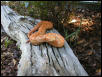 eyelash viper