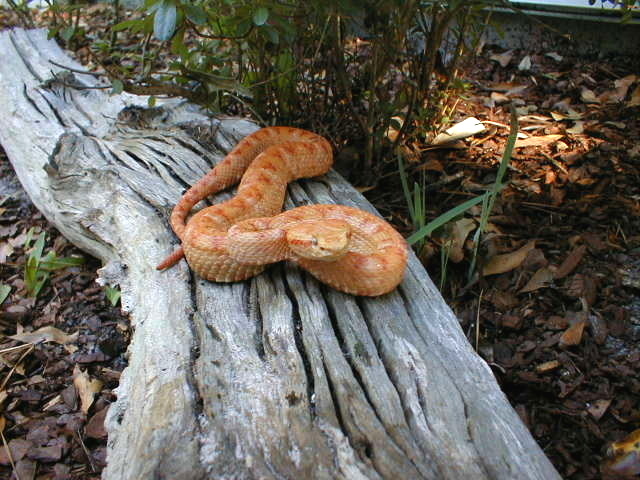 eyelash viper