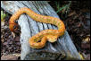 eyelash viper
