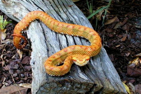 eyelash viper