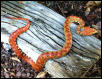 eyelash viper