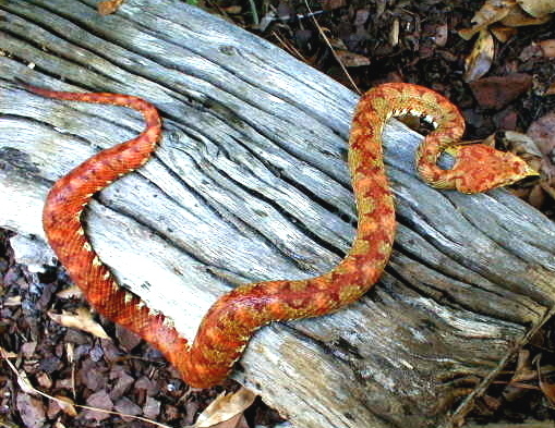 eyelash viper