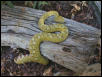 eyelash viper