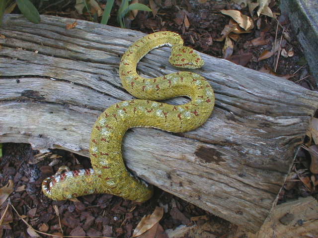 eyelash viper