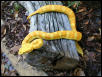 eyelash viper
