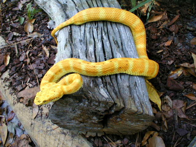 eyelash viper