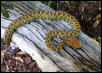eyelash viper