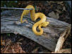 eyelash viper