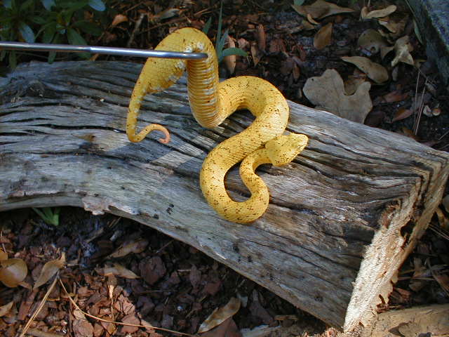 eyelash viper