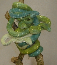 Bothrechis lateralis