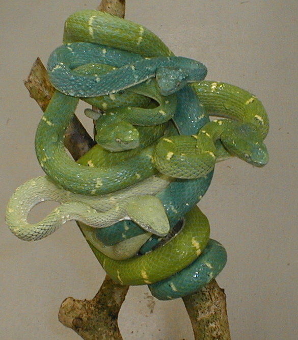 Bothrechis lateralis
