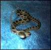 found snake