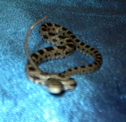found snake