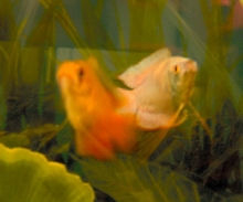 Jasper(fire red) and Angel(cobalt)