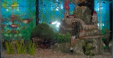 eel sighting
