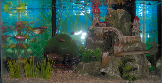 eel sighting
