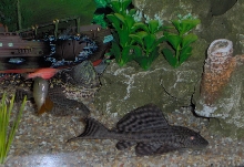 pleco budies