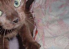 Charlie's Eyes