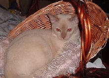 Sina in a basket
