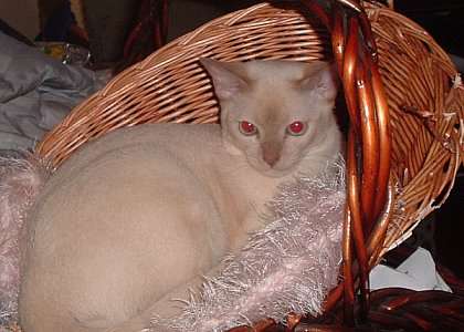 Sina in a basket