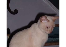 Sina