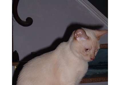 Sina