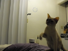 Bubbles