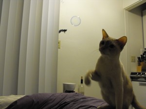 Bubbles
