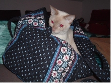 Sina in Duffle Bag