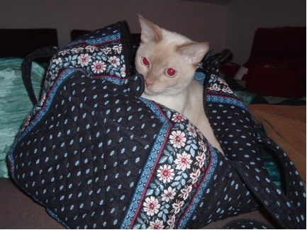 Sina in Duffle Bag