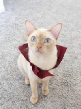 RedFabric