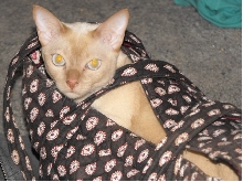 Sina in Vera Bradley