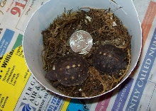 EASTERN BOX TURTLE HATCHLINGS