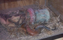 OPIE AND BIG GIRL MATING