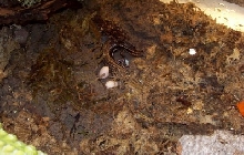 FIVE LINE EGGS