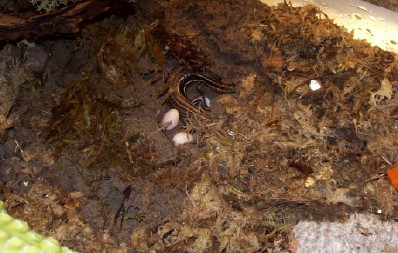 FIVE LINE EGGS